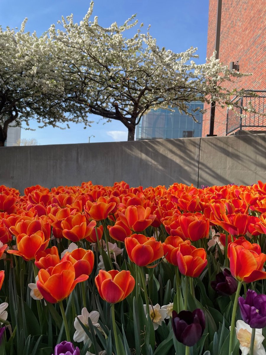 KU_PMR's tweet photo. Spring has definitely sprung at KU Medical Center's Kansas City campus!
Check out the gorgeous florals popping up around our med school taken by our PM&amp;R resident, Kerry Mian!
.
.
.
#KUMedCenter #CampusBeauty #MayFlowers #SpringInKansas #PMRResident #PMRResidency #MedSchool https://t.co/eAYY3bcbwd