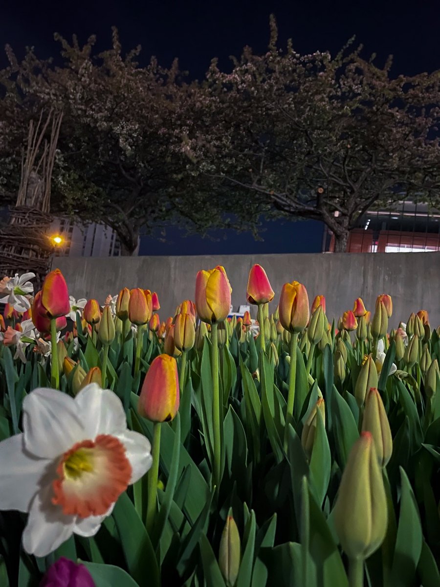 KU_PMR's tweet photo. Spring has definitely sprung at KU Medical Center's Kansas City campus!
Check out the gorgeous florals popping up around our med school taken by our PM&amp;R resident, Kerry Mian!
.
.
.
#KUMedCenter #CampusBeauty #MayFlowers #SpringInKansas #PMRResident #PMRResidency #MedSchool https://t.co/eAYY3bcbwd