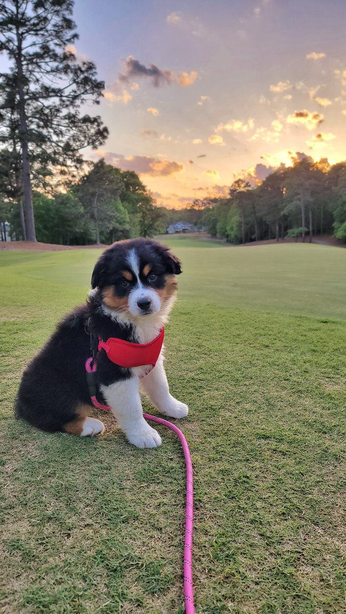 Golfin 
#australianshepherd