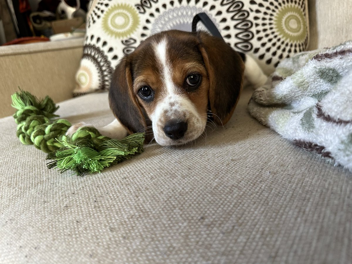 _starwalker's tweet image. we brought home a new family member 🐾
Say hello to Artemis (Meatball) or else.