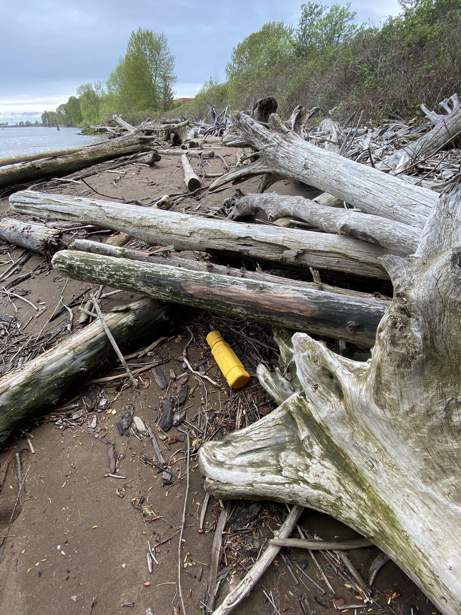 I haven’t gotten “message in a bottle” I a long while. 

Bit wet but should be a good read later. Number 666 as well.

Let’s just hope that they seal pipes better than they seal containers and ziplock bags…

#fraserriverfinds #fraserriver 
#transmountain #pipeline
#marinedebris