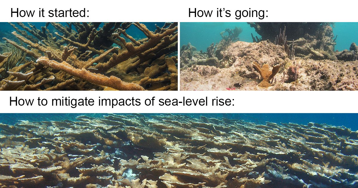 USGSCoastChange's tweet photo. New @USGS study in @NatureComms finds that aggressive #CoralRestoration now could help reduce impacts of long-term sea-level rise and storm-driven flooding on #CoralReef lined coasts. 

Learn more: https://t.co/5KB08kusT8 https://t.co/WTJTgDQsSf