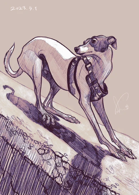 今日の愛犬を描きました。