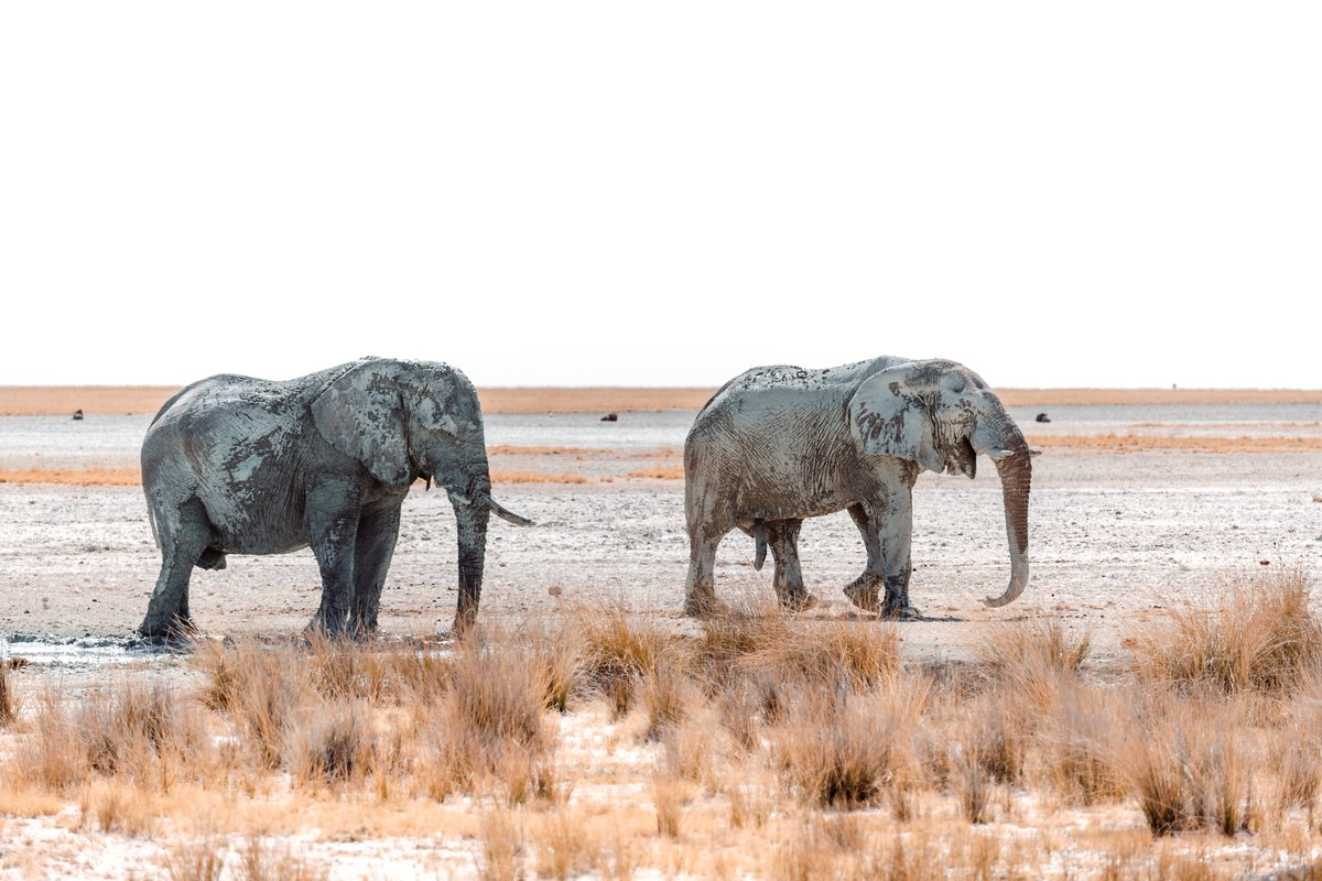 2 Reasons to visit Namibia! 😏
🌐mangetti.com

#visitNamibia #Namibia #traveldestinations #travelnamibia #EtoshaPark #Etosha