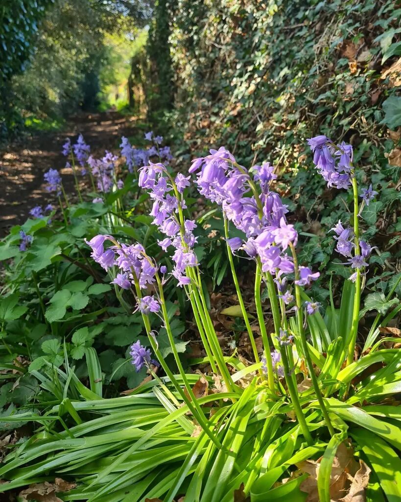 Bank holiday afternoon run 😎🏃‍♂️
#run #runner #runninggirl #running #runningmotivation #bluebells #aprilshowersbringmayflowers #runninginspiration #runningmotivation #runningcommunity #runhappy #cloudscape #clouds #sky #Wokingham #finchampstead #countrys… instagr.am/p/CrtU2a-tNdZ/