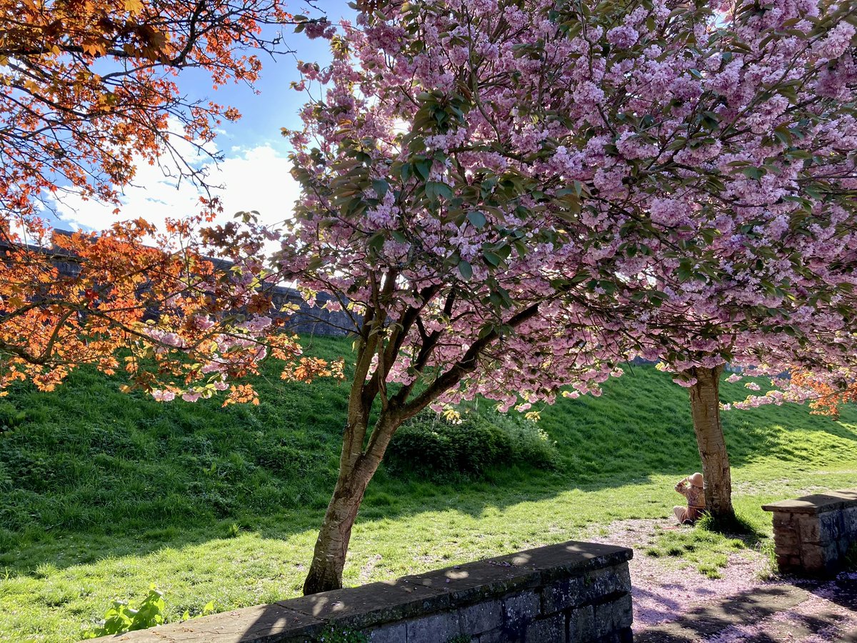 debs_reda's tweet photo. Beautiful blossom in sunny York @nationaltrust! #BlossomWatch #BlossomWatchComp https://t.co/Nnmuf1kLRr