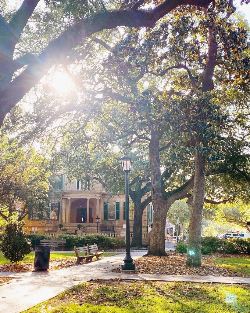 Sun flares in Savannah's squares. ☀ #VisitSavannah [📸 @mrsbrittanyelizabeth]
.
.
.
#savannah #savannahga #savannahgeorgia #historicsavannah #downtownsavannah #exploregeorgia instagr.am/p/Crt4-JWNhVN/