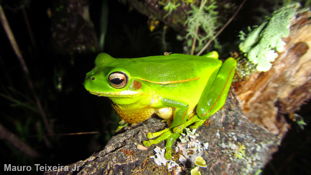 Frog cologne and perfume? 🐸

Chemical signals are likely used during mating in some frogs. 

Brunetti et al. (2023) found that some of the odors were coming from symbiotic microbial communities found on the skin of Burmeister's Treefrog.

amphibiaweb.org
