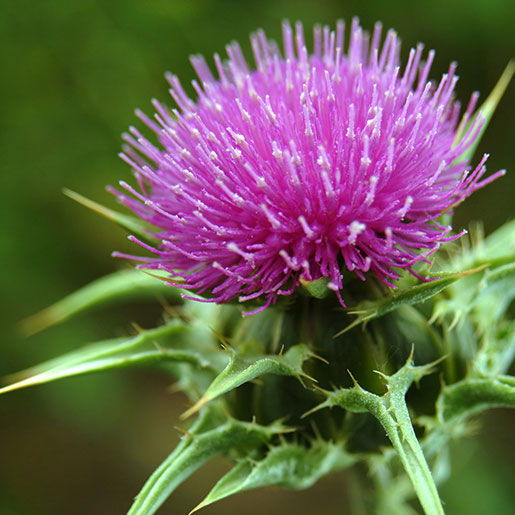 Milk Thistle: the must-have liver support agent 

- Promotes liver cell regeneration
- Promotes glutathione production
- Modulates inflammation (🚫 COX-2)
- Regulates liver fibrosis (🚫 TGF-B)

Unlock milk thistle's full potential by maximizing the key bioactive:

SILYMARIN