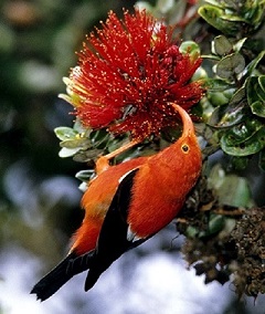 RldUp's tweet image. Heart of Maui riledupjournal.com/heart-of-maui