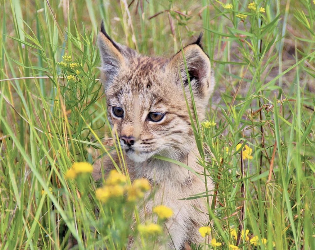 lorde_lacey's tweet photo. @OKWildlifeDept What about the universal cat distribution system….I’m pretty sure that is what this is. Finders keepers. https://t.co/KC1c6il2Hn