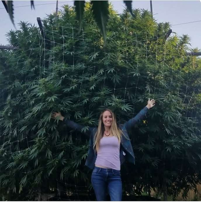 GrowersDAO's tweet photo. How we do it in SO. 
#CannabisCommunity  #CryptoCommunity https://t.co/30gZ1kb9mr