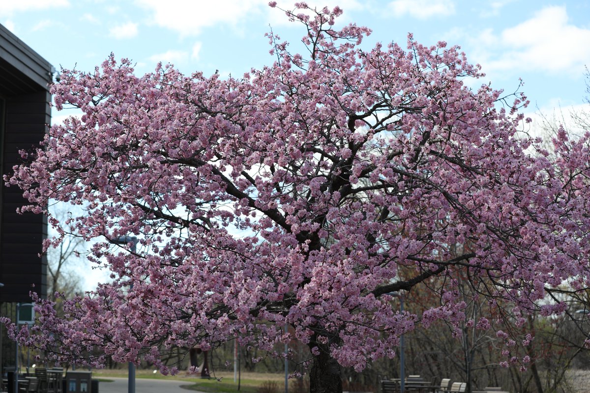 normandale_cc's tweet photo. One of our favorite sights of the year is seeing the cherry blossom tree (Spring Wonder) bloom. Stop by campus to see it while you can.
#SpringWonder #cherryblossomtree #JapaneseGarden https://t.co/IcVRU9rwsc