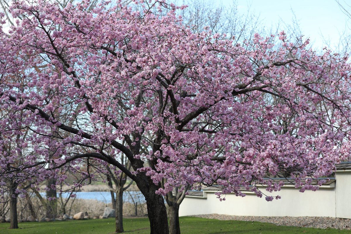 normandale_cc's tweet photo. One of our favorite sights of the year is seeing the cherry blossom tree (Spring Wonder) bloom. Stop by campus to see it while you can.
#SpringWonder #cherryblossomtree #JapaneseGarden https://t.co/IcVRU9rwsc