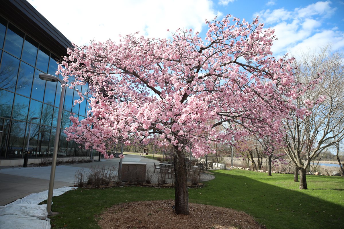 normandale_cc's tweet photo. One of our favorite sights of the year is seeing the cherry blossom tree (Spring Wonder) bloom. Stop by campus to see it while you can.
#SpringWonder #cherryblossomtree #JapaneseGarden https://t.co/IcVRU9rwsc
