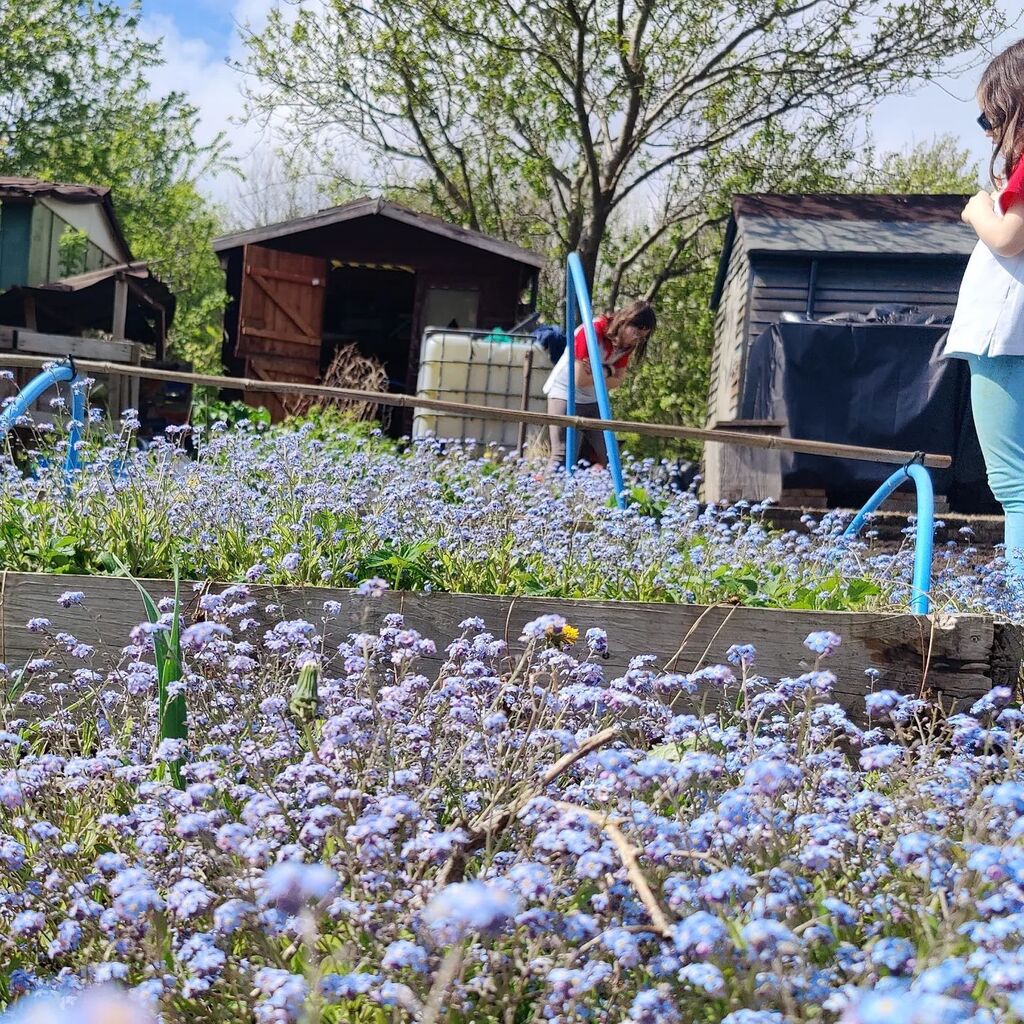 We're not going to forget the #forget-me-not for sure 🤪 #allotment #selfseeded