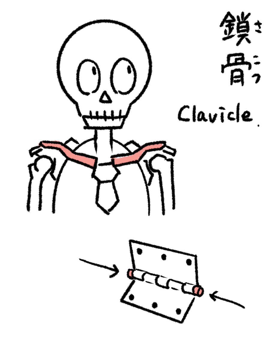 鎖骨(さこつ):ラテン語はclavicleで小さな留め具、鍵(=何かを閉じる器具)という意味。ギリシャ語はcleidoで胸鎖乳突筋(sternocleidomastoid)などに使われる。アリストテレスは胸を閉じる骨と説明。ヴェサリウスは蝶番の2枚の板を止める釘または棒として図示。