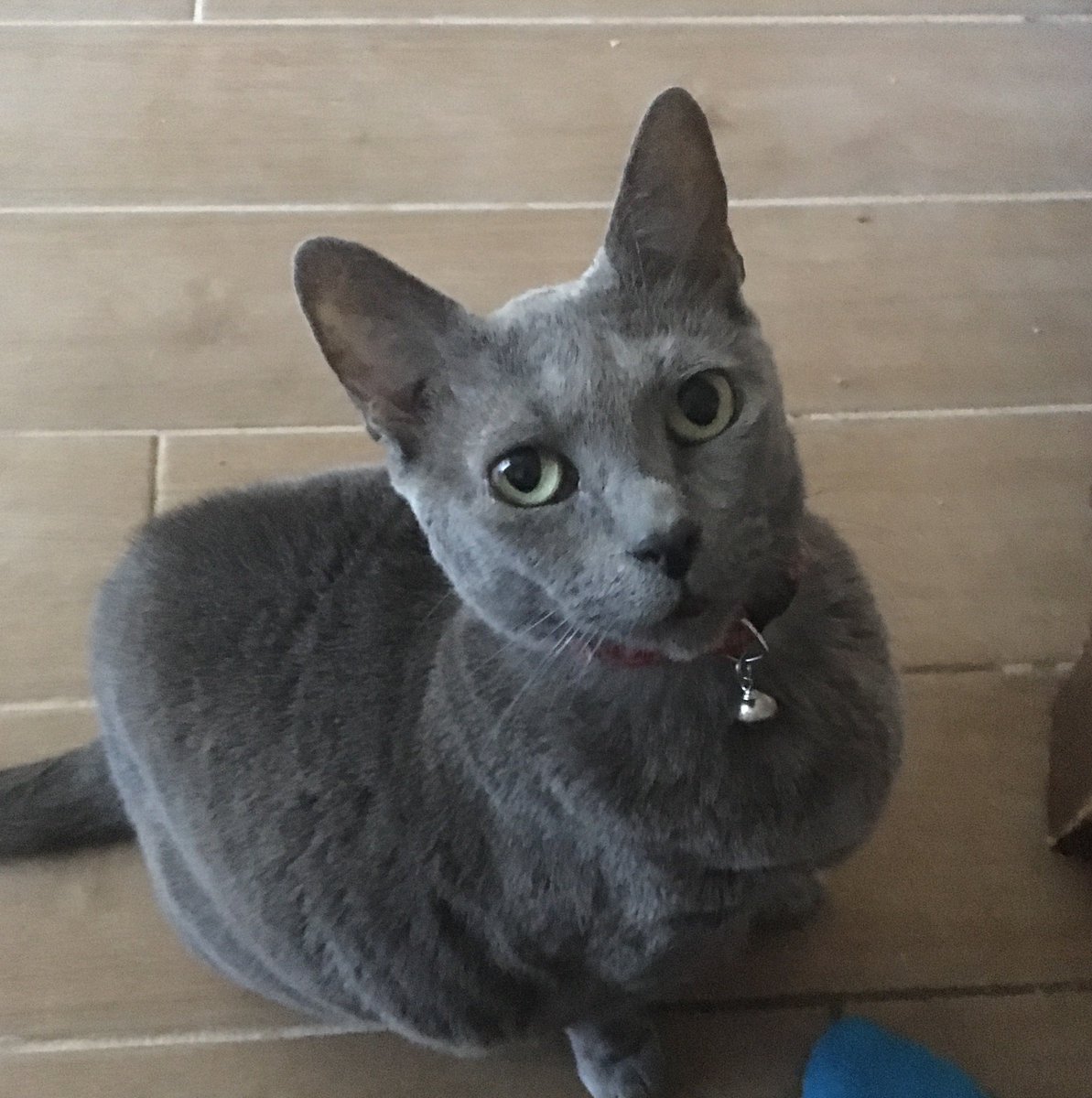 MahoutMkt's tweet photo. Hey, @Chewy, I’m sure you meant well, but my furry friend isn’t a dog. I won’t let her know. #nicetry #NationalPetMonth https://t.co/tWbfivmRcN
