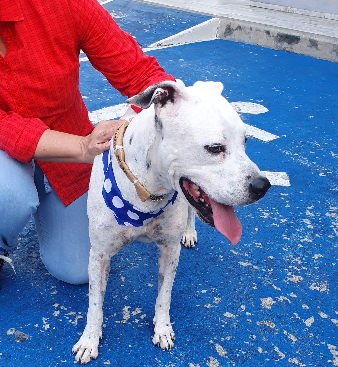 Rossanau's tweet image. Encontré este perro deambulando por Marbella. Muy desorientado. Se ve cuidado, seguro es de casa y se salió. Por favor denle RT para encontrar a sus dueños. Esta nervioso. Lo tengo en casa bien cuidado