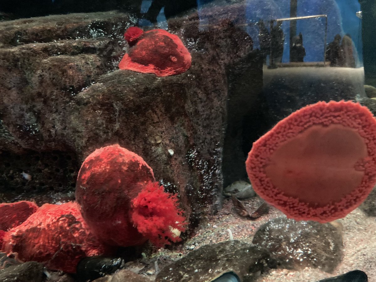 Best part of my job? The curious humans I work with...
Who send me aquarium pics from  #Montreal with #WTF? 

Those are armoured #seacucumbers FYI ;)