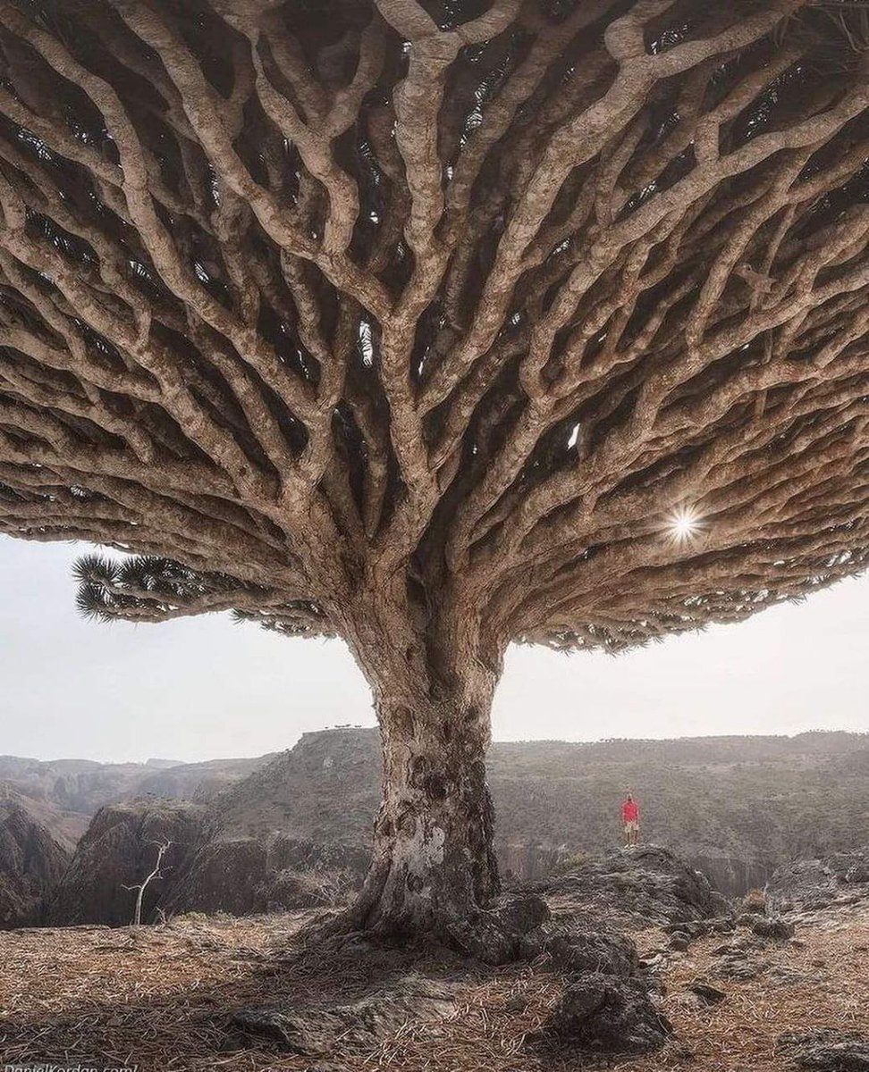 LeContempIateur's tweet photo. 🌳 Le magnifique Dragonier de Socotra au Yémen 🇾🇪. Ces arbres peuvent vivre plusieurs millénaires et sont endémiques. Ils détiennent leur force et leur résilience du fait de leur adaptation à un climat extrêmement aride.

Il est aussi nommé "arbre de vie" à cause de son apparence qui lui donne l'impression d'avoir des racines dans le sol et dans le ciel.

On prête à sa résine des propriétés médicinales. Surnommé le joyau de la péninsule arabe, c'est un arbre entouré de mysticisme.

📸 Daniel kordan