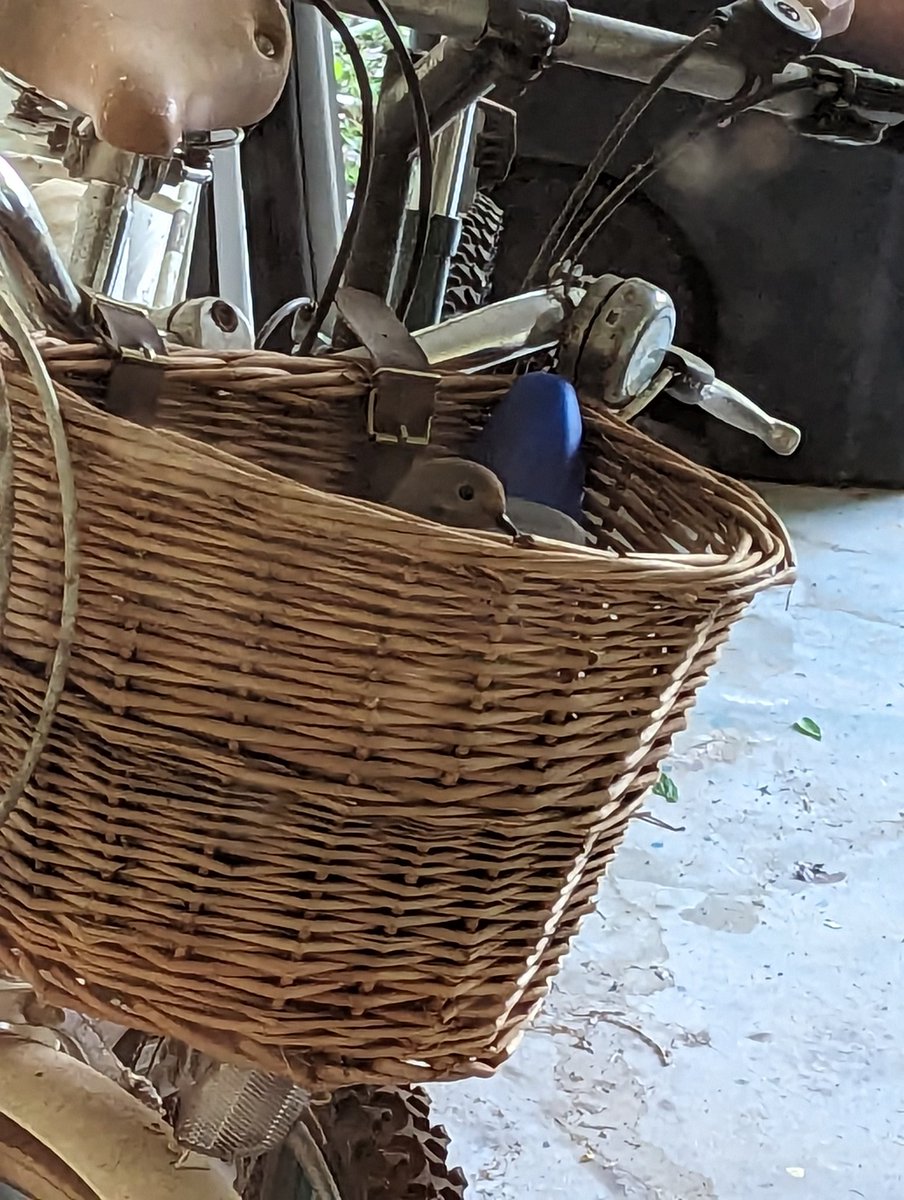 life hack: don't waste a bunch of money on those bird feeders with the fancy cameras, just put a basket on your bike and never use it and eventually some doofus of the bird world will come lay eggs 3 feet from your door