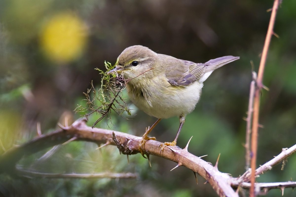 Willow Warbler gathering nesting material - New Fancy area #ForestofDean #GlosBirds #BirdsSeenIn2023