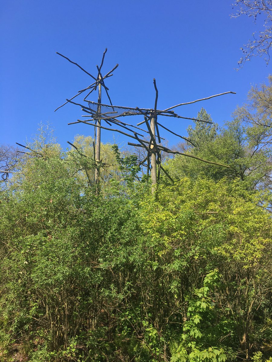 Hiklander's tweet photo. Wie weet welke dieren hier vroeger in de bomen rondslingerden in de oude Dierentuin? Lekker nagenieten van het mooie weer in het Oude Dierenpark / Rensenpark #mooiweer #emmen #dierenparkemmen #rensenpark #kiekjes https://t.co/Rb6RkAyOxE
