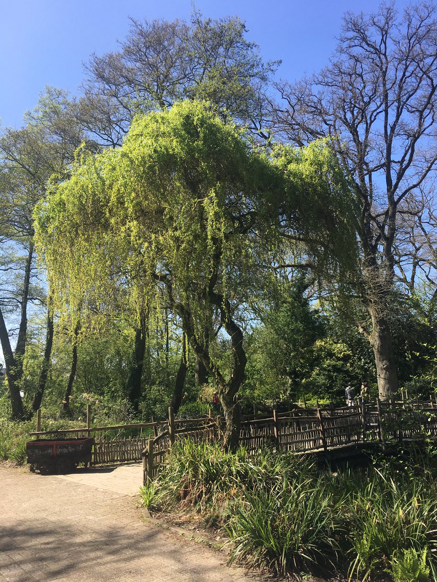 Hiklander's tweet photo. Wie weet welke dieren hier vroeger in de bomen rondslingerden in de oude Dierentuin? Lekker nagenieten van het mooie weer in het Oude Dierenpark / Rensenpark #mooiweer #emmen #dierenparkemmen #rensenpark #kiekjes https://t.co/Rb6RkAyOxE