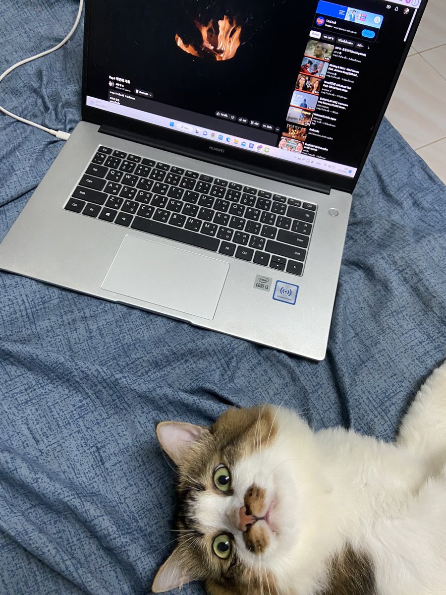 AchryPt's tweet photo. นอนดู @jaybnow_hr กัน 💚🌴

#JAYB 
#GOT7 
#cat https://t.co/kxaEtHTokJ