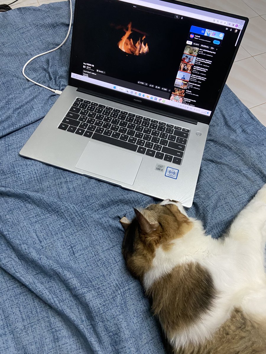AchryPt's tweet photo. นอนดู @jaybnow_hr กัน 💚🌴

#JAYB 
#GOT7 
#cat https://t.co/kxaEtHTokJ