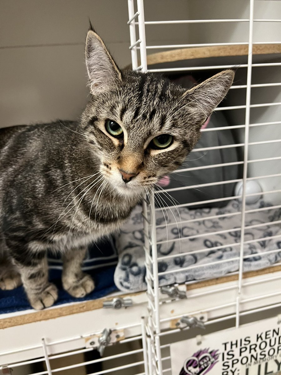 SAFE Team Rescue tweet media