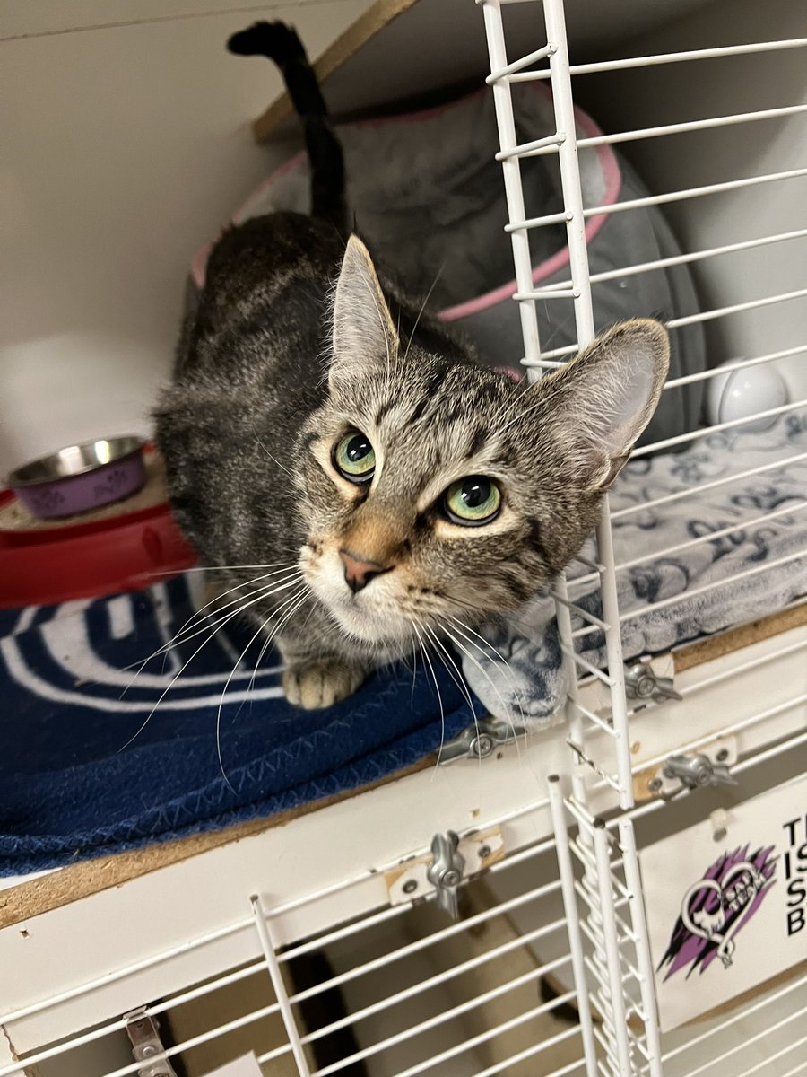 SAFE Team Rescue tweet media