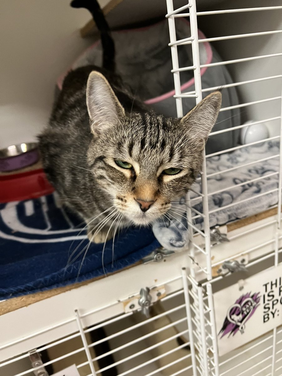 SAFE Team Rescue tweet media