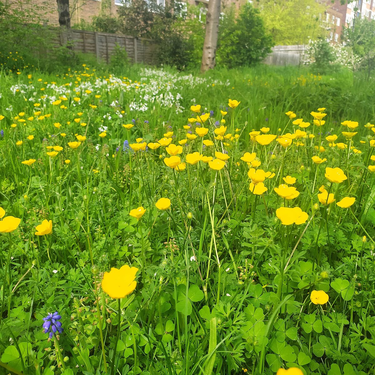 Buttercups are popping! #saynotothemow