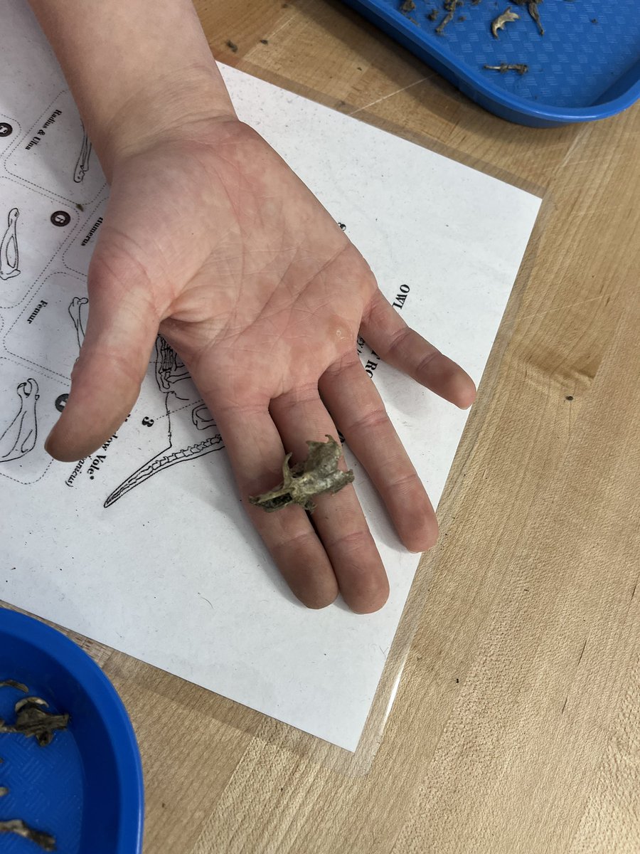 kcollazo's tweet image. Beginning of class, “Eww, gross!” End of class, covered in fur, “Mrs. C can we keep these bones?!” 🤣 🦉#OwlPellets 
#STEM
#DoScience