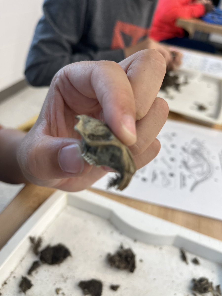 kcollazo's tweet image. Beginning of class, “Eww, gross!” End of class, covered in fur, “Mrs. C can we keep these bones?!” 🤣 🦉#OwlPellets 
#STEM
#DoScience