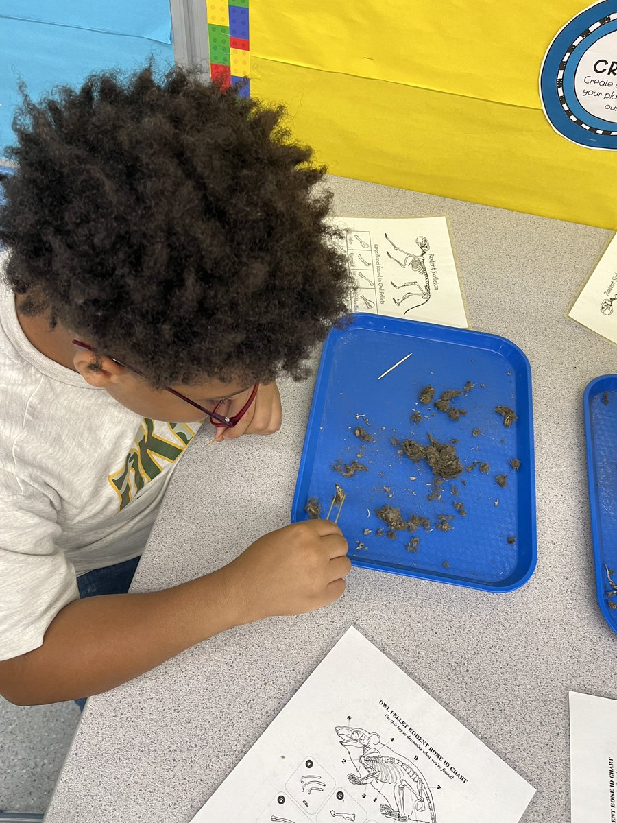 kcollazo's tweet image. Beginning of class, “Eww, gross!” End of class, covered in fur, “Mrs. C can we keep these bones?!” 🤣 🦉#OwlPellets 
#STEM
#DoScience