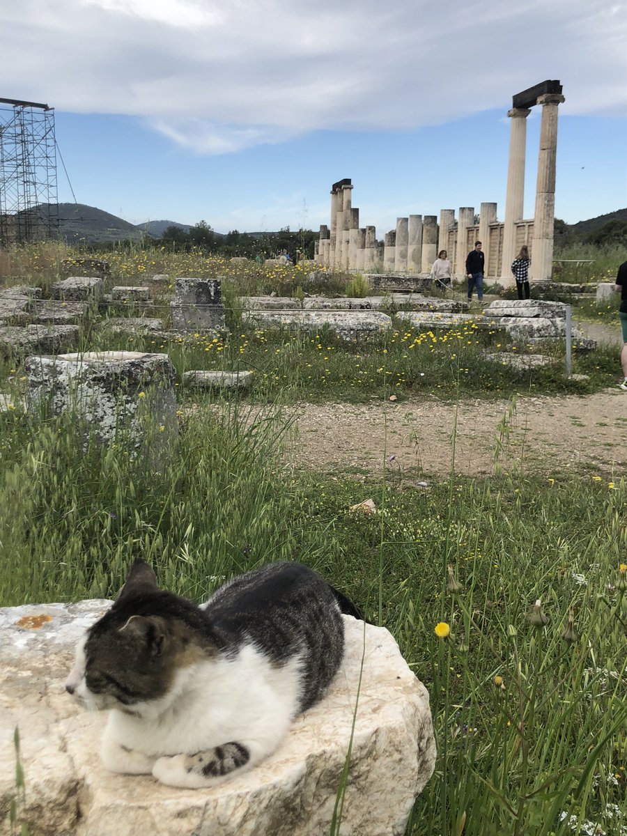 cuillereasoupe's tweet image. compile des chats errants de grèce (ils n'ont aucune idée du climat géopolitique actuel)