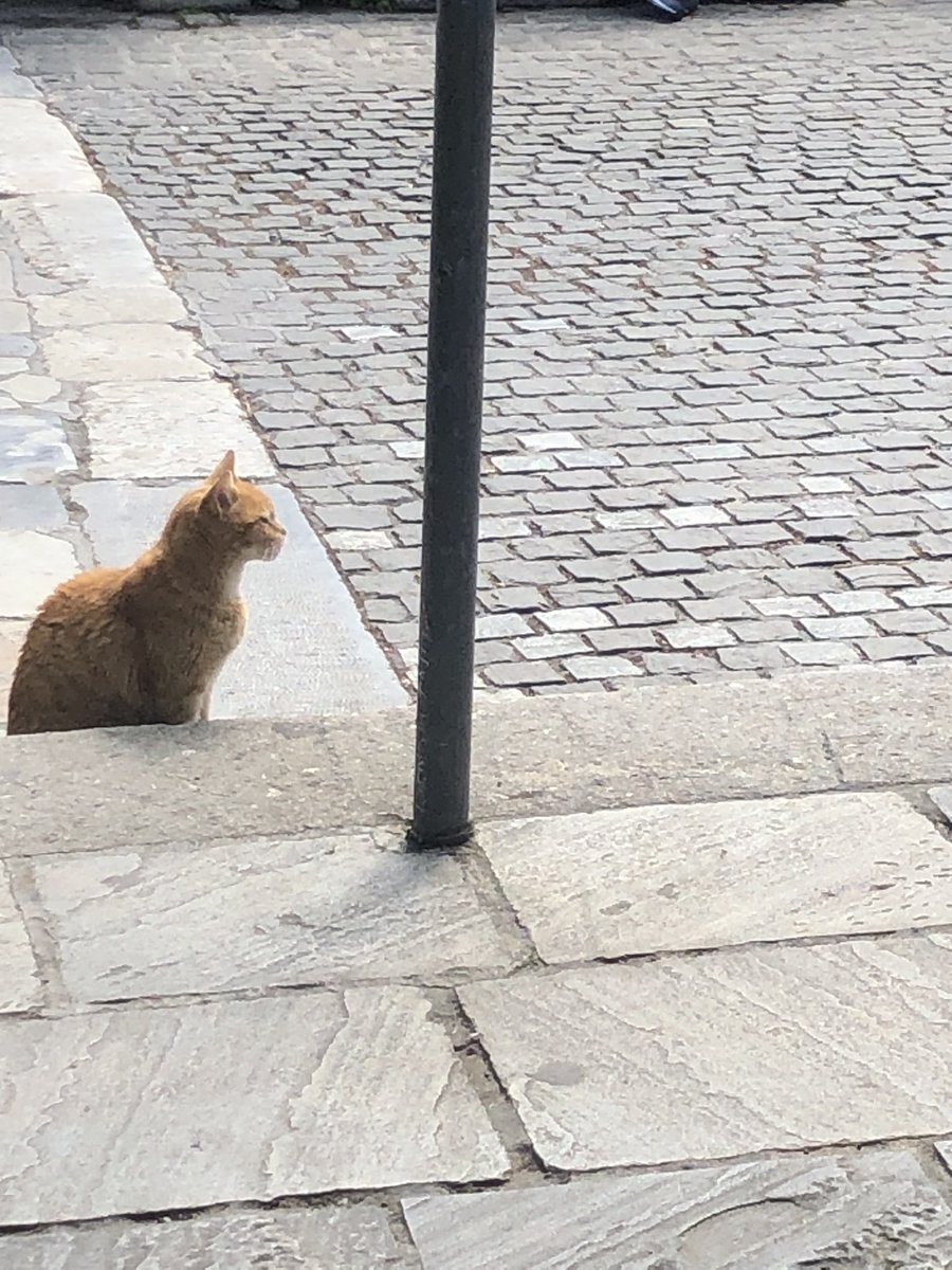 cuillereasoupe's tweet image. compile des chats errants de grèce (ils n'ont aucune idée du climat géopolitique actuel)