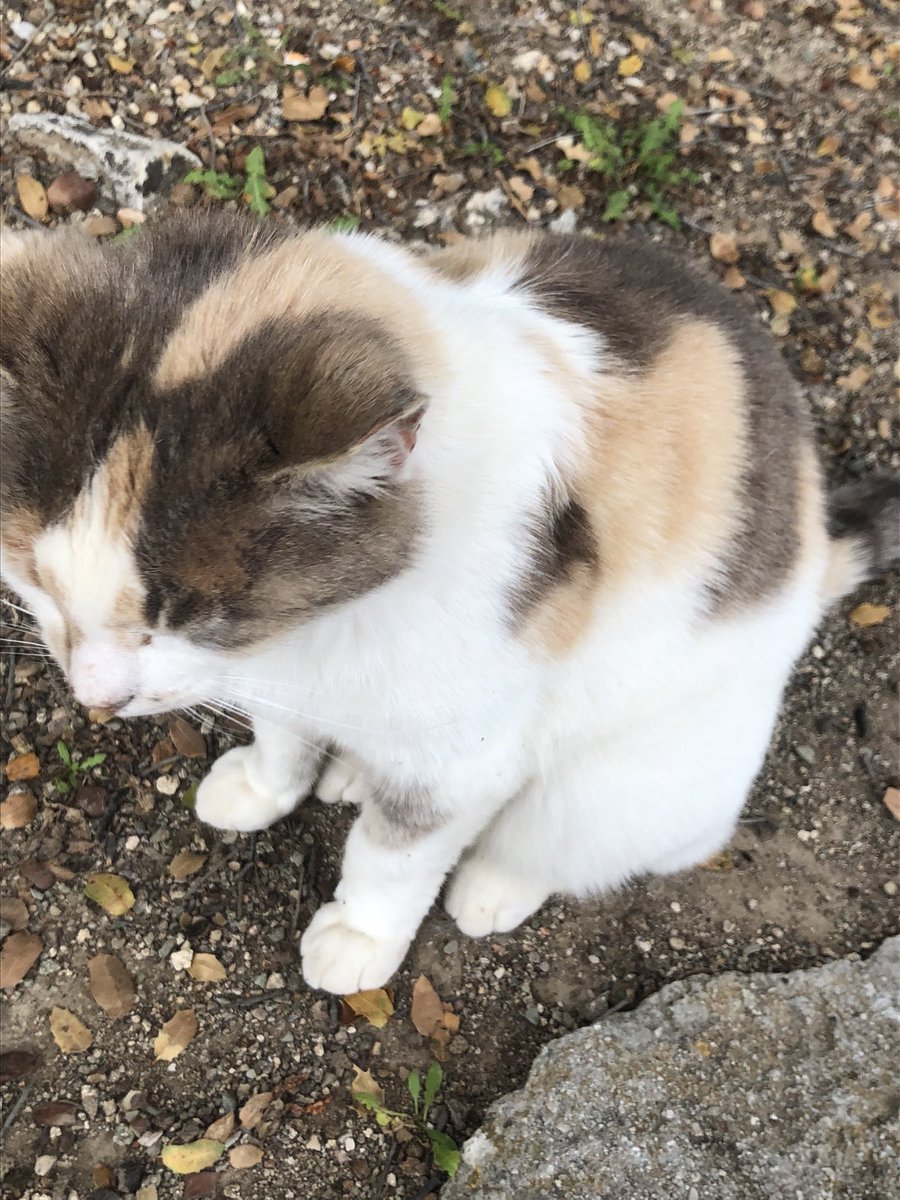 cuillereasoupe's tweet image. compile des chats errants de grèce (ils n'ont aucune idée du climat géopolitique actuel)