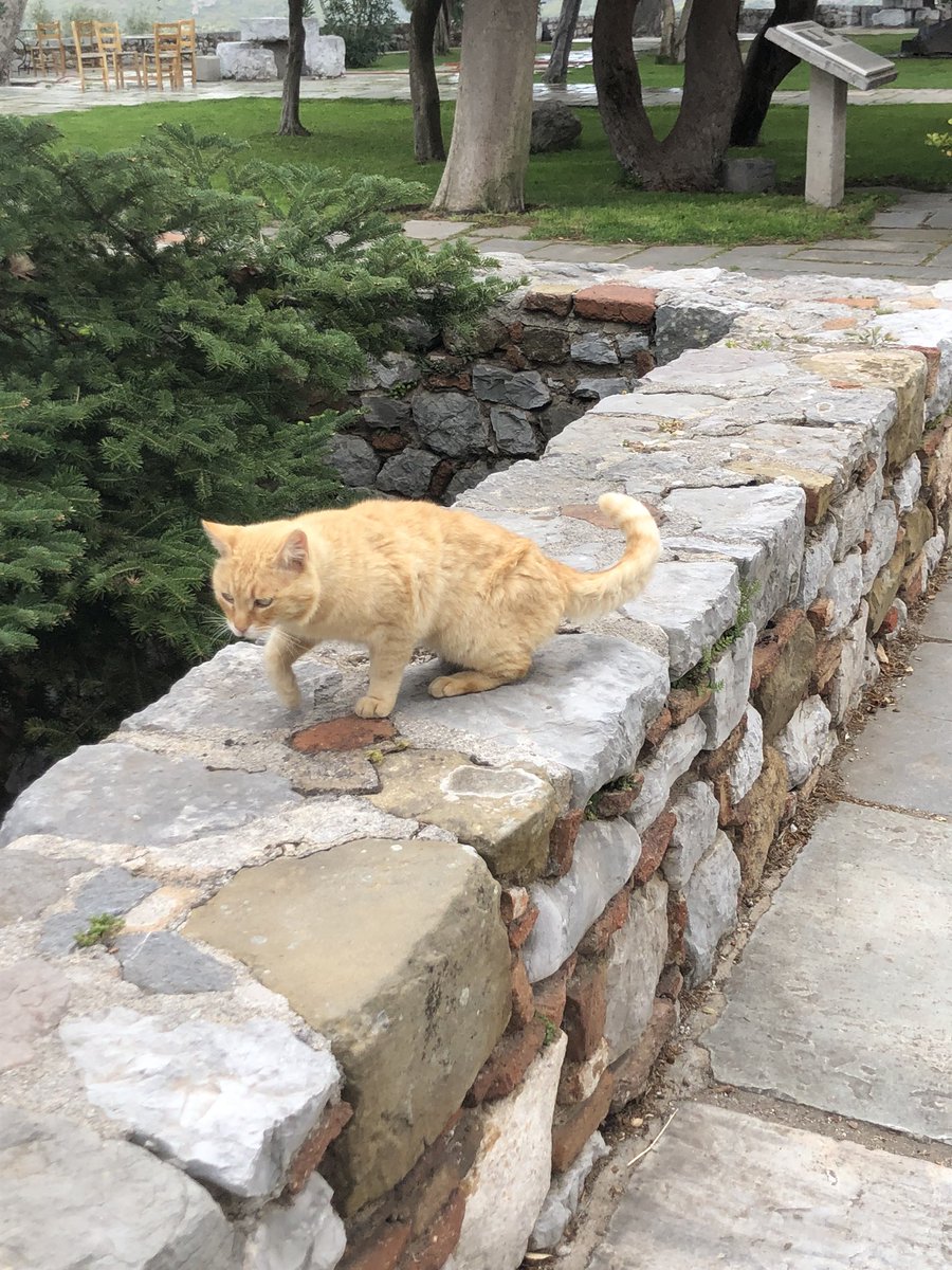 cuillereasoupe's tweet image. compile des chats errants de grèce (ils n'ont aucune idée du climat géopolitique actuel)