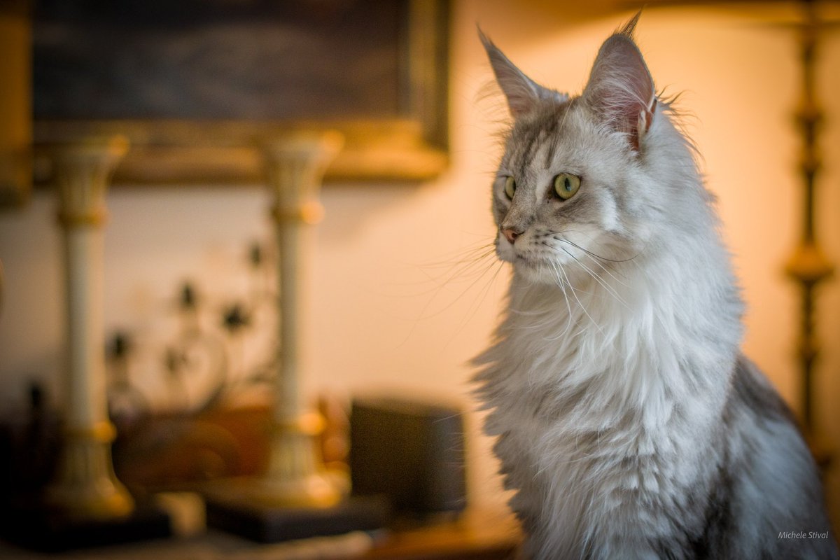 Quale modella migliore di Luna per provare il nuovo obiettivo 50mm? 😊😊
#gattodelgiorno
#mainecoon