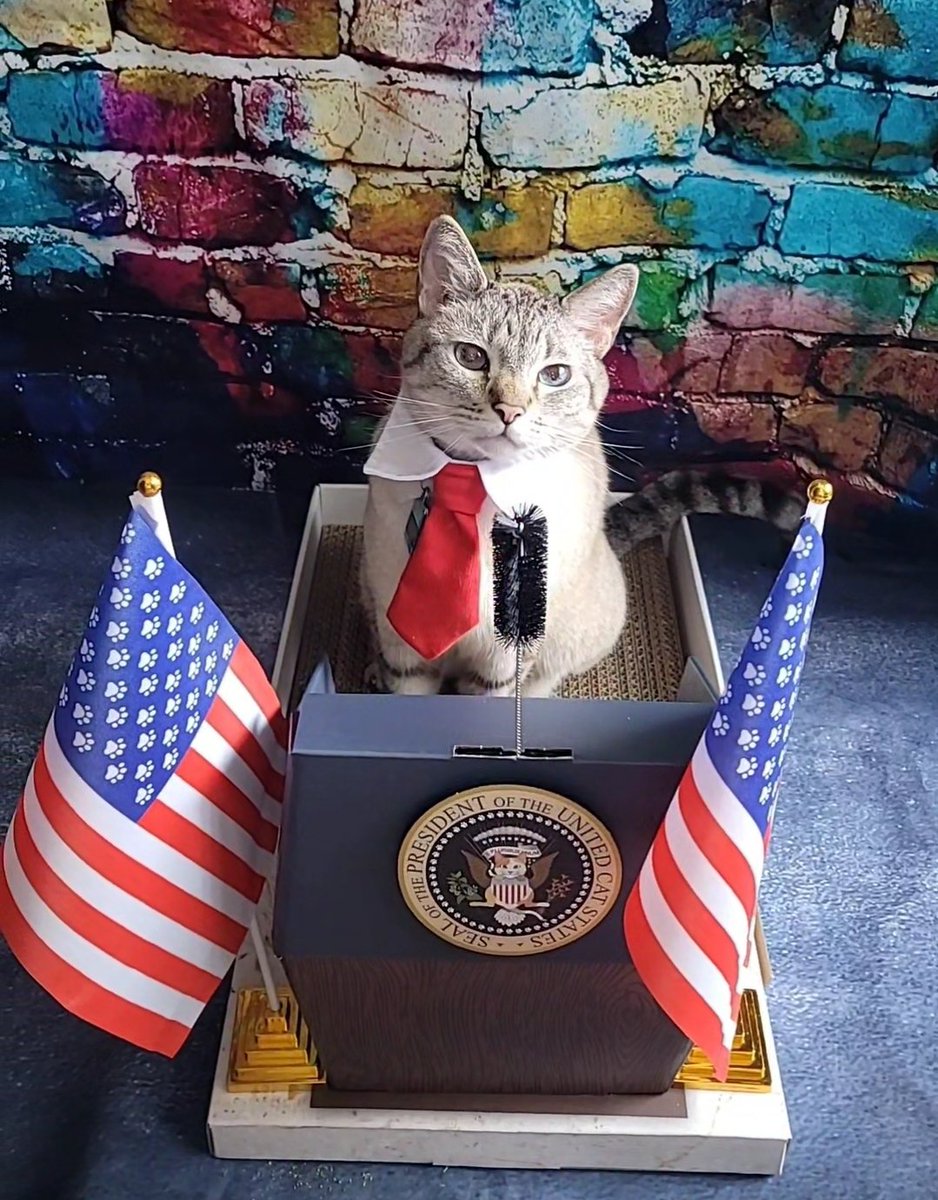 International Cat House, LLC tweet media