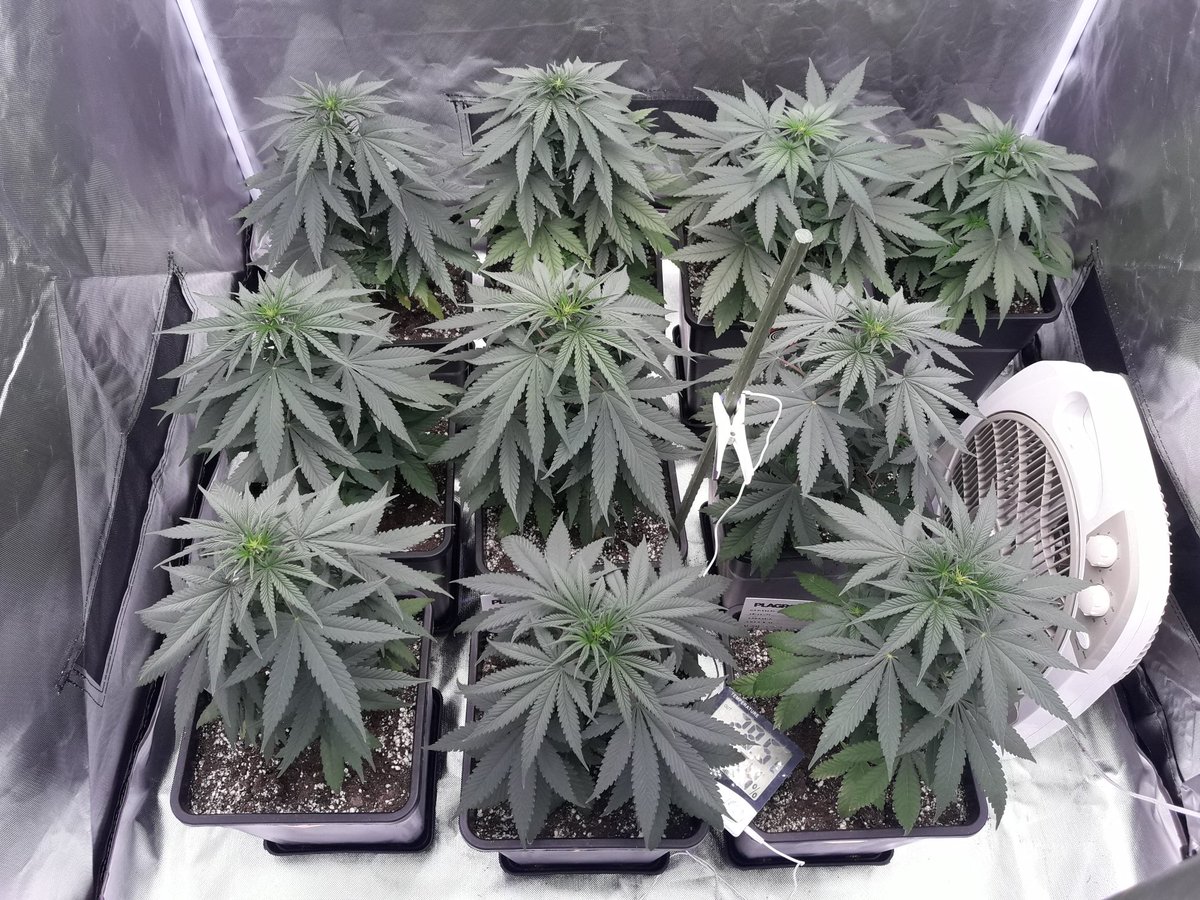 AdrycManellson's tweet photo. #Fantasías sobre un #TimeLap de #KaribeanMango @Kannabia_Samen bajo #ThePureLed48oPro #PureTent #RefPet @ThePureFactory #Sust #BatMix @PlagronAruba en #AdrycsCove powered todo by @DPlantasur.
Alegría pues, Paz, Olas y #SemisDeColección....🧚♂️😎 https://t.co/3iMMzXABNO