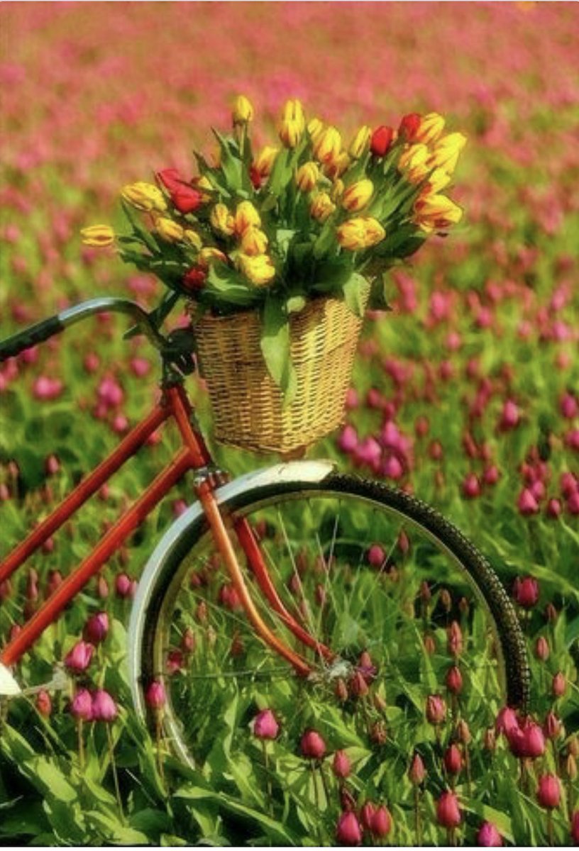 ruben_corella's tweet photo. #bici #bicicleta #tulips #tulipsdeliver #deliverygay #greatpics #colours #tulipanes #tulipsfield #spreadflowers #happymay #mayo #holamayo https://t.co/vIKqhYfMoP