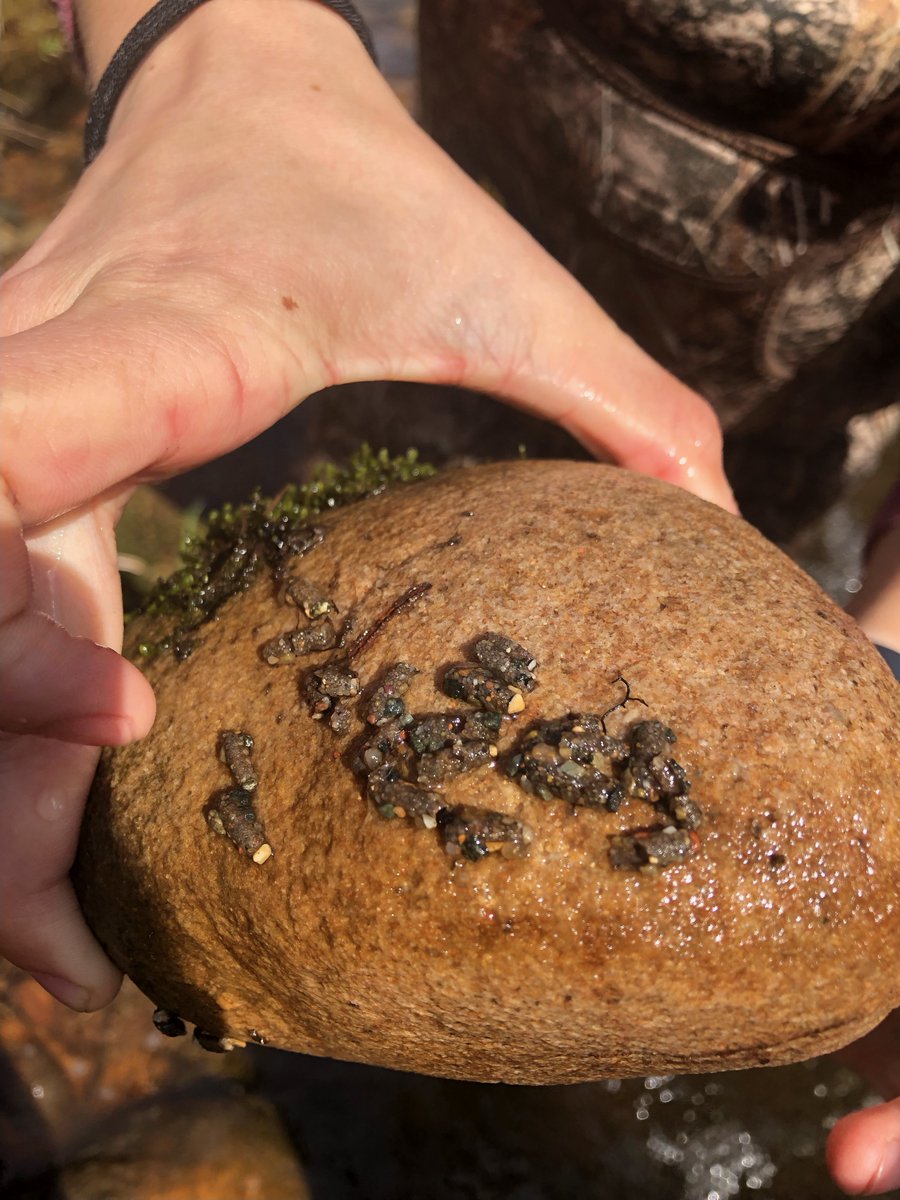 LSSU_CFRE's tweet photo. When collecting aquatic insects, always check the occasional rock because you never know what you will find. Trichoptera, commonly known as caddisflies, will attach their cases to rocks. They typically live in benthic habitats and can handle low oxygen concentrations! https://t.co/l4yS65Nfag