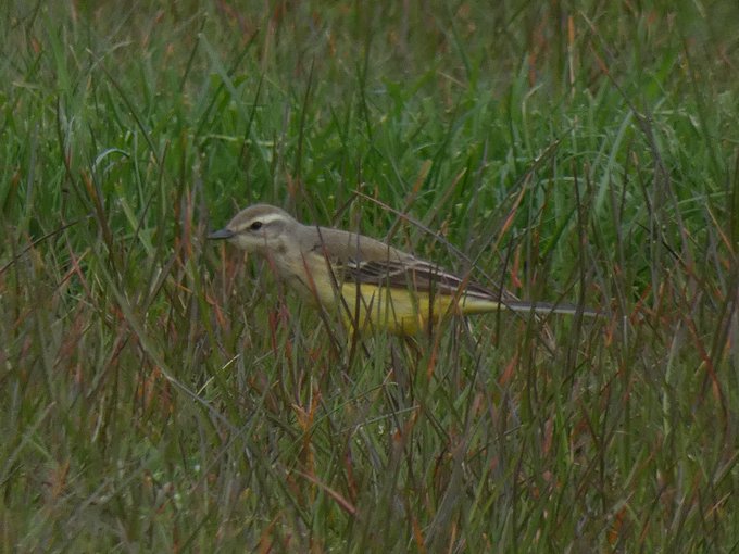 Western Yellow Wagtail male and female