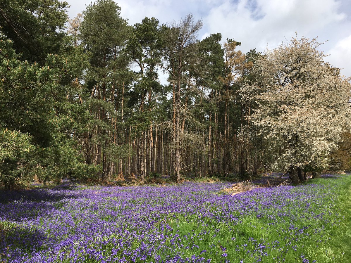 am_drawing's tweet photo. A great start to #NationalWalkingMonth with two @StagWalkers @RamblersGB group walks from Great Offley. https://t.co/PKU1WjXW5C