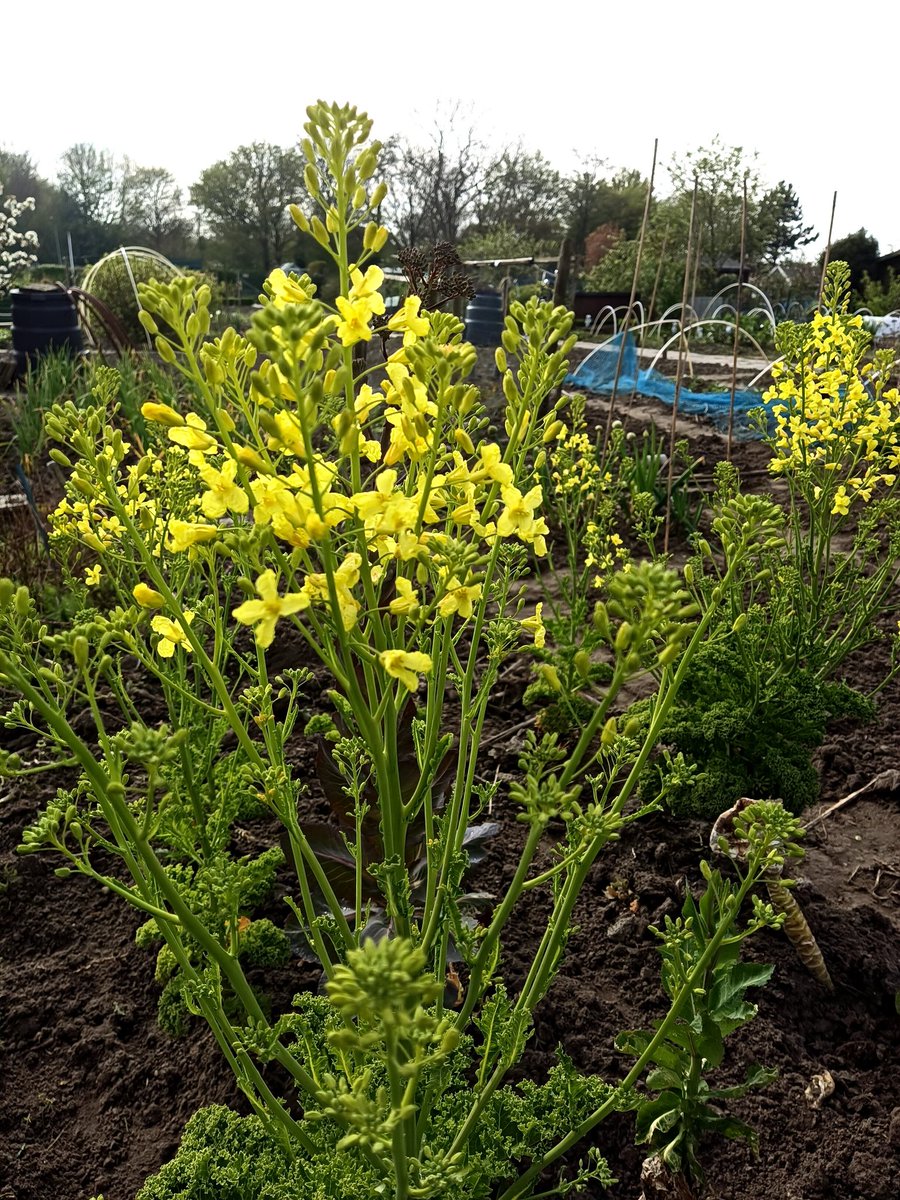 vincentveen's tweet photo. @KimTikt Hier net zo'n feest 🌱 https://t.co/Kd0rcA4uy7